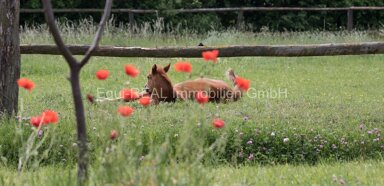 Reiterhof zum Kauf 1.400.000 € 80.000 m² Grundstück Westerstede Westerstede 26655