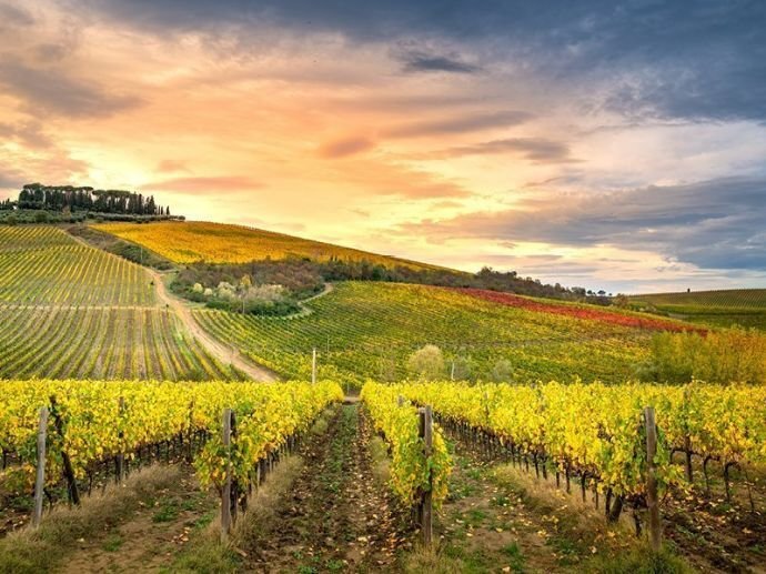 Weingut zum Kauf 2.650.000 € 2.350 m² 230.000 m² Grundstück Siena