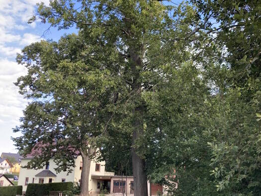 Grundstück zum Kauf 18.000 € 690 m² Grundstück Luchau Glashütte 01768