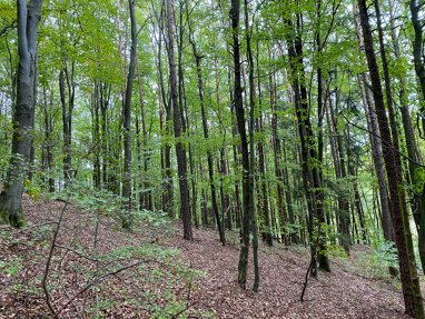 Land-/Forstwirtschaft zum Kauf 27.000 € 15.440 m² Grundstück Königstein Königstein 92281