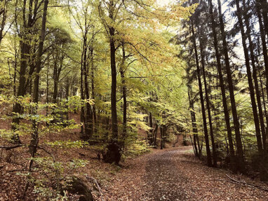 Land-/Forstwirtschaft zum Kauf 13.875 € 4.954 m² Grundstück Westrup Stemwede 32351