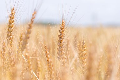 Landwirtschaftliche Fläche zum Kauf 11.471 m² Salzhausen Salzhausen 21376