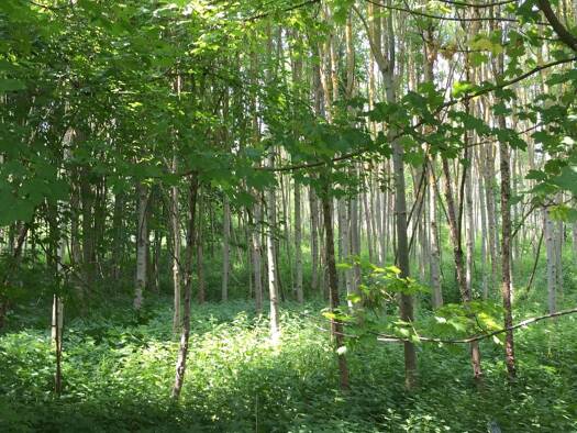 Land-/Forstwirtschaft zum Kauf provisionsfrei als Kapitalanlage geeignet 56.000 € 43.089 m² Grundstück Mühlenweg Toba Helbedündorf 99713