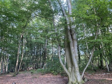 Forstwirtschaft zum Kauf 33.000 € 13.080 m² Grundstück Waldniel Schwalmtal 41366