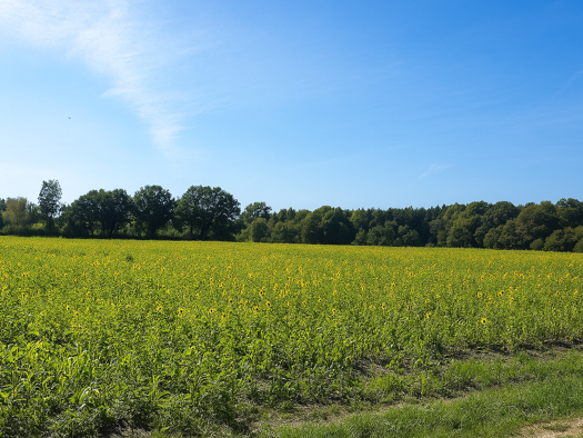 Mehrfamilienhaus zum Kauf - Erstbezug 896.000 € 8 Zimmer 200 m² 573 m² Grundstück Rade Tangstedt 22889