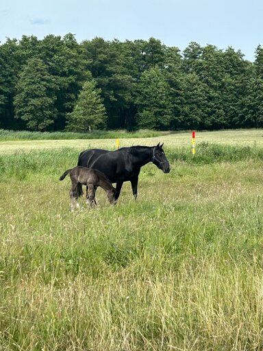 Landwirtschaftliche Fläche zum Kauf 400 m² 5.000.000 m² Grundstück Umland Rostock Neu Broderstorf Broderstorf 18184