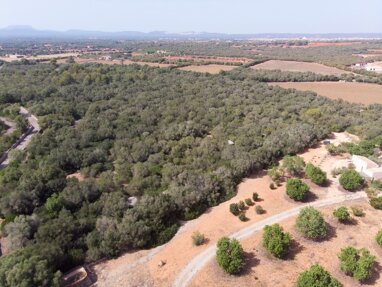Grundstück zum Kauf 440.000 € 41.981 m² Grundstück Campos 07630