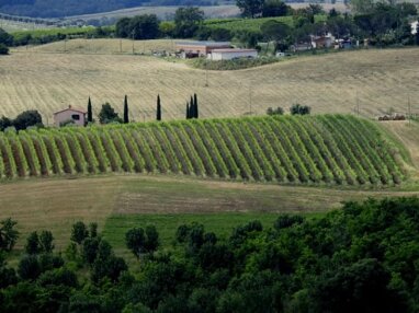Weingut zum Kauf 1.200.000 € 600 m² 180.000 m² Grundstück Montemerano
