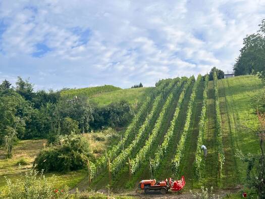 Wohnung zur Miete 1.950 € 4 Zimmer 108 m² Geschoss 1/3 frei ab 01.04.2026 Wollmatingen Konstanz 78467