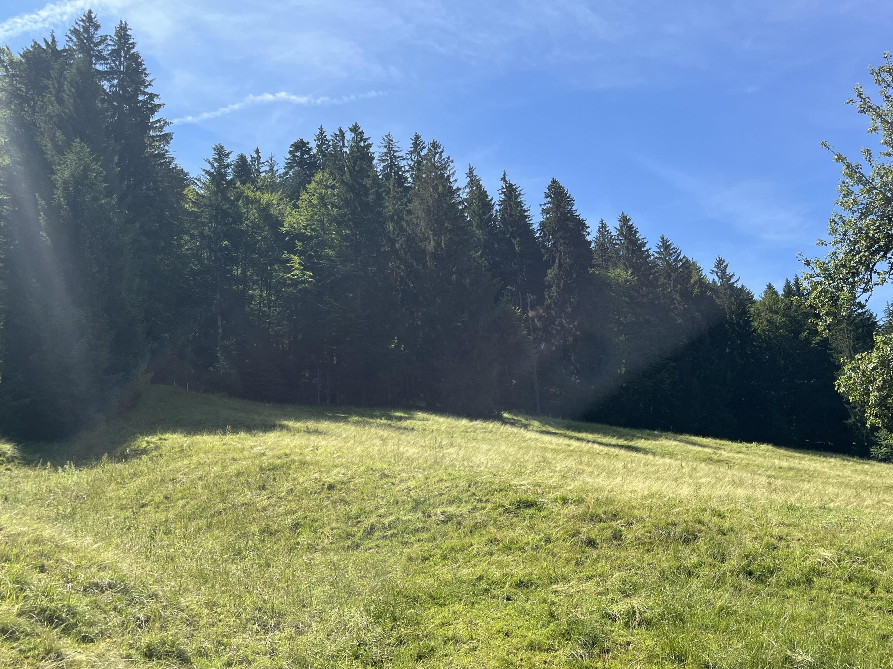 Land-/Forstwirtschaft zum Kauf 60.000 € 13.390 m²<br/>Grundstück Forst Oberstaufen 87534