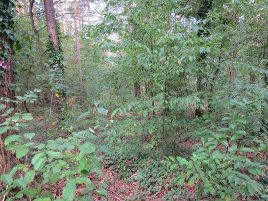 Grundstück zum Kauf 72.000 € 30.316 m² Grundstück frei ab sofort Schaafhausen 2801 Schaafhausen Dannenberg 29451