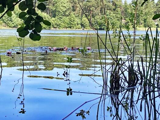 Bungalow zum Kauf 236.000 € 1 Zimmer 21,5 m² 1.088 m² Grundstück Kagel Grünheide (Mark) 15537