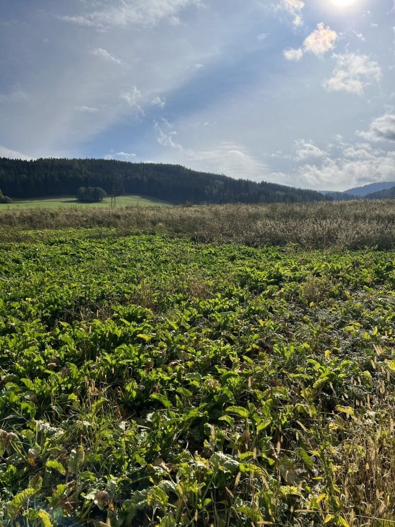 Bauernhof zum Kauf 13.000 m²<br/>Grundstück Eberdorf Weißkirchen in Steiermark 8741