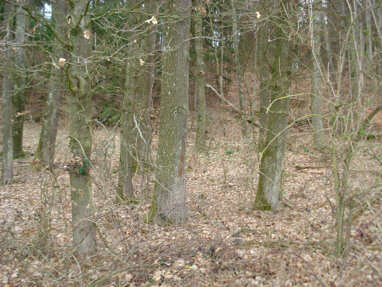 Forstwirtschaft zum Kauf 88.000 € 13.954 m² 13.954 m² Grundstück Thierham Hohenwart 86558