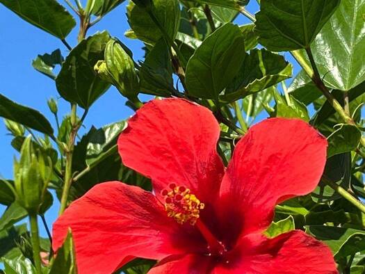 Grundstück zum Kauf 820 m² Grundstück Glauchau 08371