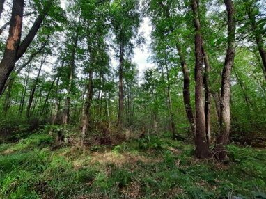 Forstwirtschaft zum Kauf 145.457 m² Brösen Bad Düben 04849