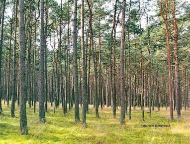 Land-/Forstwirtschaft zum Kauf 11.280 € 3.760 m² Grundstück Hoysinghausen Uchte 31600