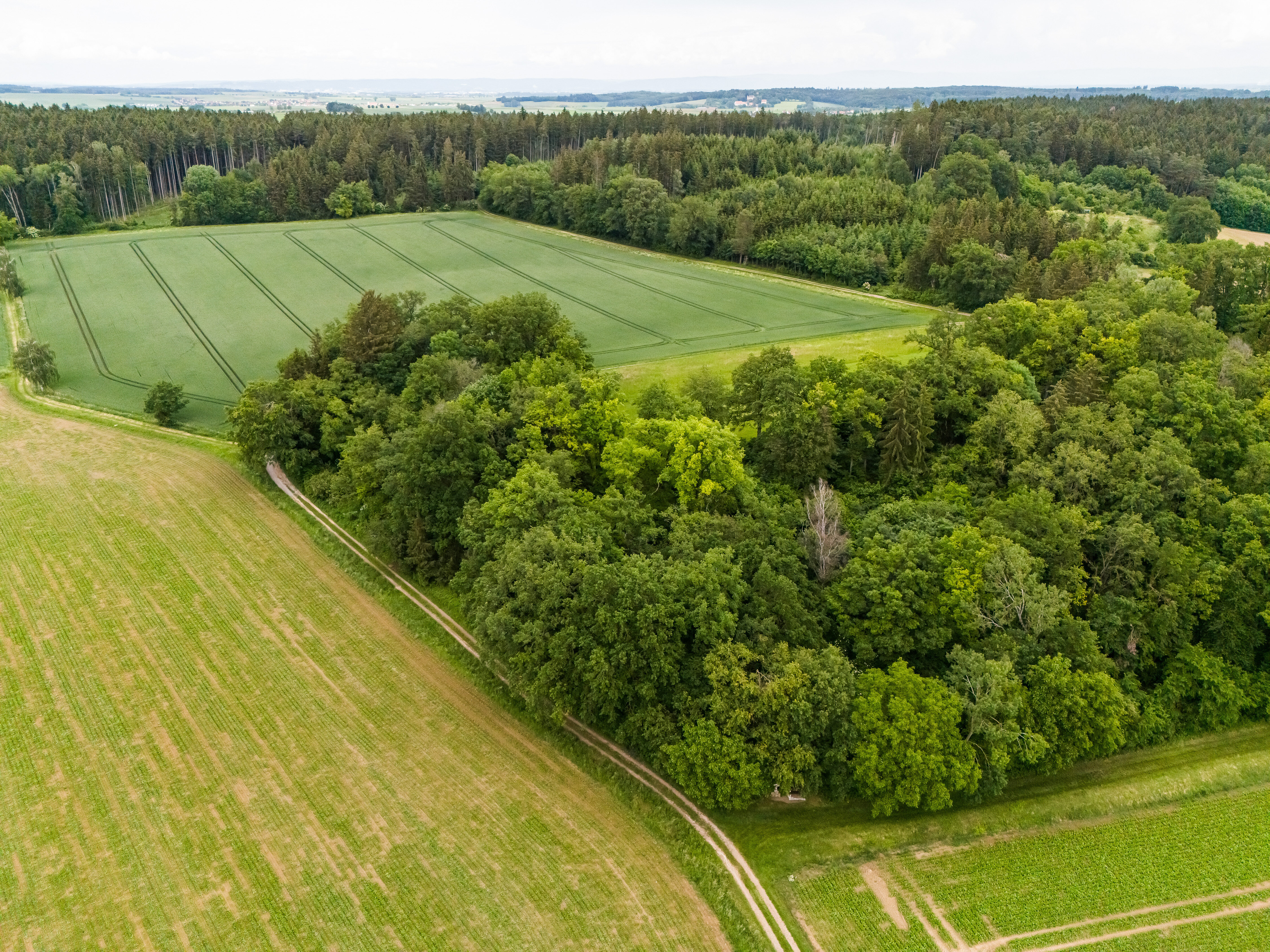 Land-/Forstwirtschaft zum Kauf 4.000 € 825 m²<br/>Grundstück Schierling Schierling 84069