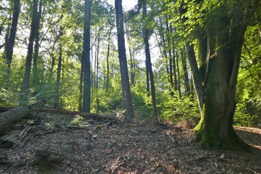 Forstwirtschaft zum Kauf 37.000 € 10.359 m² 10.359 m² Grundstück Ebersberg Oberzent 64760
