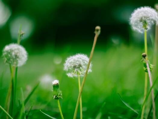 Grundstück zum Kauf provisionsfrei 117.500 € 665 m² Grundstück Zschauitzer Landstraße Zschauitz Großenhain 01561