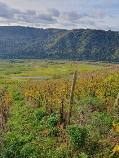 Landwirtschaftliche Fläche zum Kauf provisionsfrei 7.900 € 1.712 m² 1.712 m² Grundstück Barlstraße Barl Zell (Mosel) 56856