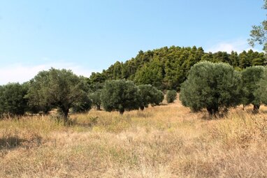 Land-/Forstwirtschaft zum Kauf 300.000 € 5.000 m² Grundstück Chalkidiki