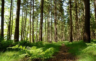 Land-/Forstwirtschaft zum Kauf 17.725 m² Grundstück Gross Stavern 49777