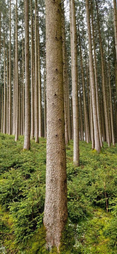 Forstwirtschaft zum Kauf Provisionsfrei 150.000 € 14.100 m² Dietershofer Weg Greimeltshofen Kirchhaslach 87755