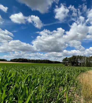 Landwirtschaftliche Fläche zum Kauf provisionsfrei 250.000 € 161.751 m² Grundstück Bölzker Straße Bölzke Pritzwalk 16928