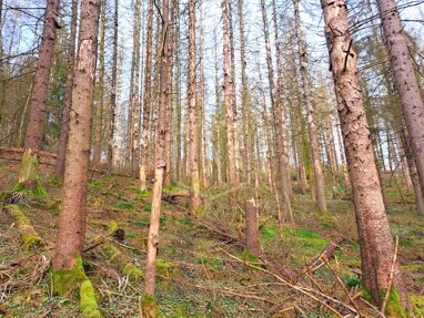 Forstwirtschaft zum Kauf 11.000 € 8.106 m² Grundstück Wiehl Wiehl 51674