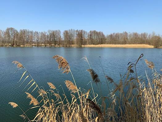 Bungalow zum Kauf 4.495 € 1 Zimmer 16 m² 294 m² Grundstück frei ab sofort NEG Am Horstberg 1 Waltersdorf Heideblick 15926