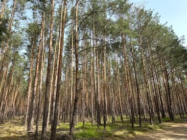 Land-/Forstwirtschaft zum Kauf 19.900 € 31.293 m² Grundstück Gottschdorf Neukrich 01936