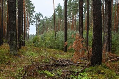 Land-/Forstwirtschaft zum Kauf 260.000 € 262.975 m² Grundstück Liepe Vasenthin, Trebel 29494