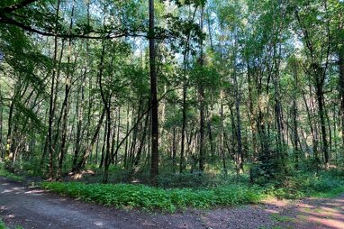 Land-/Forstwirtschaft zum Kauf 10.807 m² Grundstück Bethen Cloppenburg 49661