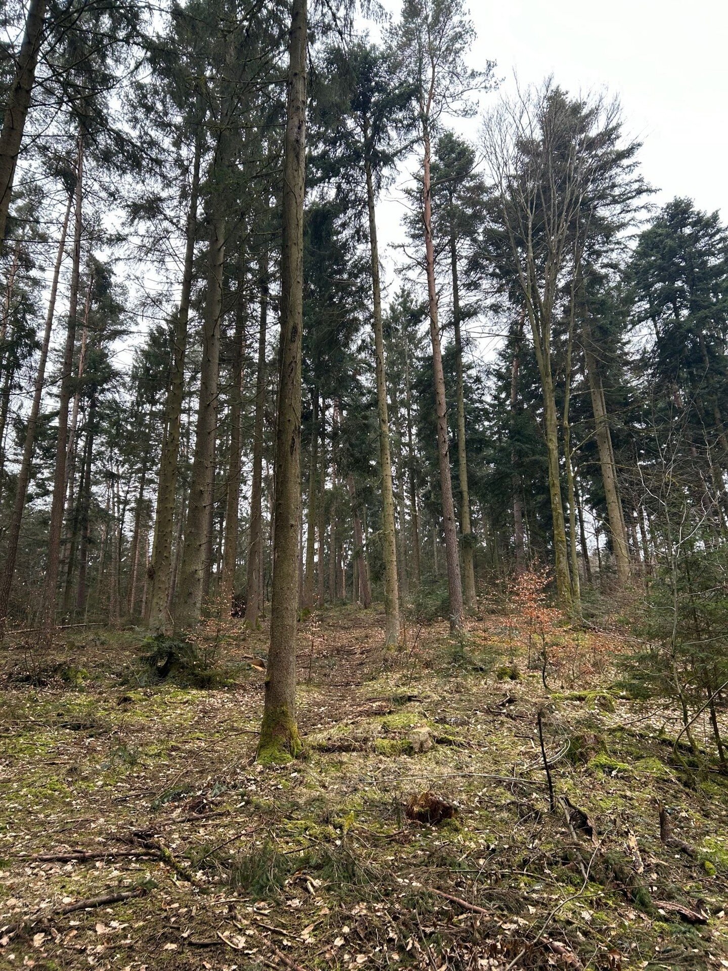 Land-/Forstwirtschaft zum Kauf 99.900 € 24.630 m²<br/>Grundstück Falkenfels Falkenfels 94350