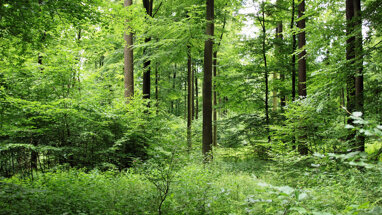 Forstwirtschaft zum Kauf 4.000.000 € 780.000 m² Grundstück Visselhövede Visselhövede 27374
