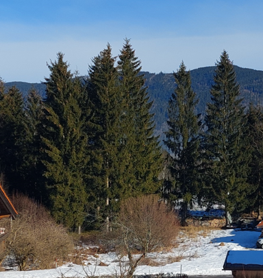 Grundstück zum Kauf 1.070 m² Grundstück Am Sulzbach Inzell Inzell 83334