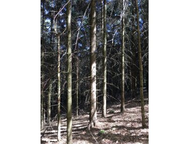 Land-/Forstwirtschaft zum Kauf 145.500 € 37.790 m² Grundstück Bernried Bernried 94505