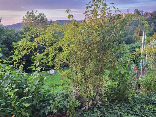 Wohnung zur Miete 580 € 2,5 Zimmer 65 m² EG frei ab 01.02.2026 Königsberg Königsberg in Bayern 97486