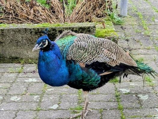 Immobilie zum Kauf 261,6 m² 7.820 m² Grundstück frei ab sofort Wahmbeck Bodenfelde 37194