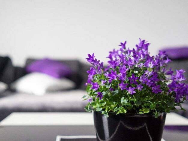 Wohnung zur Miete 680 € 2 Zimmer 51 m² Aufing Bernau 83233