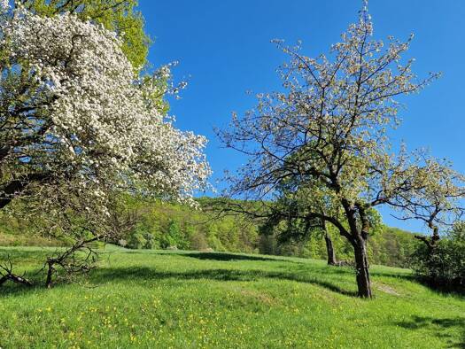 Grundstück zum Kauf provisionsfrei 544.000 € 3.840 m² Grundstück Dorfstraße Jenaprießnitz Jena 07751