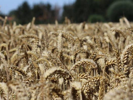 Land-/Forstwirtschaft zum Kauf 80.730 € 13.455 m² Grundstück Niedermehnen Stemwede - Niedermehnen 32351