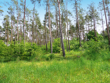Land-/Forstwirtschaft zum Kauf 7.000 € 21.402 m² Grundstück Salzwedel Salzwedel 29410