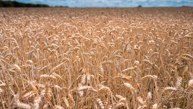 Landwirtschaftliche Fläche zum Kauf 26.180 m² Grundstück Mauern Mauern 85419