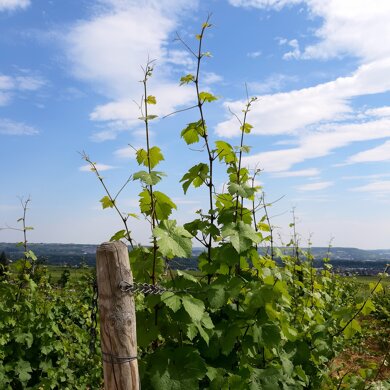 Weingut zum Kauf Rüdesheim am Rhein Rüdesheim am Rhein 65385