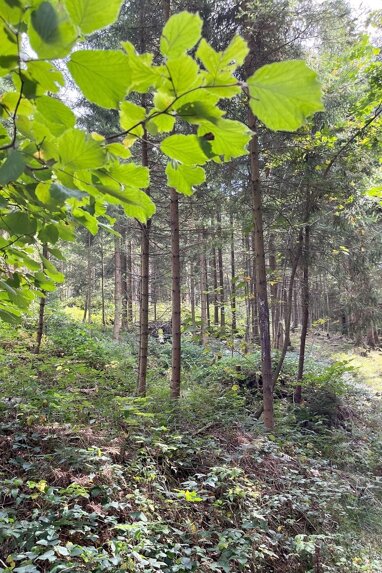 Land-/Forstwirtschaft zum Kauf 595.000 € 103.949 m² Grundstück Drachselsried Drachselsried 94256