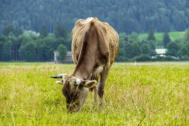 Landwirtschaftliche Fläche zum Kauf 110.000 € 16.927 m² Grundstück Bittenau Unteregg 87782