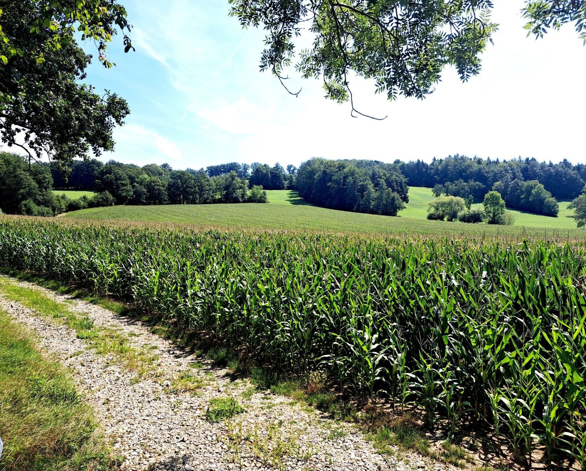 Land-/Forstwirtschaft zum Kauf 450.000 € 45.700 m²<br/>Grundstück Fahrafeld 3071