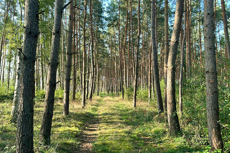 Land-/Forstwirtschaft zum Kauf 195.000 € 180.000 m²<br/>Grundstück Querstedt Gemarkungen Steinfeld/Querstedt 39599